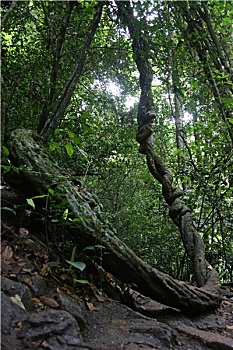 minh ngọc trực tiếp