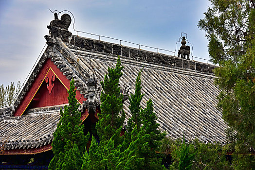 rong bach kim 247